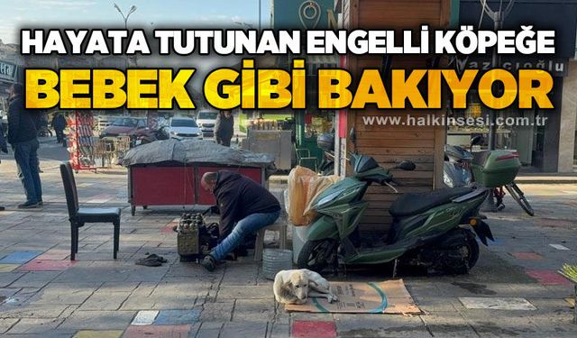 Hayata tutunan engelli köpeğe bebek gibi bakıyor