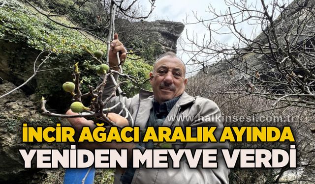 İncir ağacı Aralık ayında yeniden meyve verdi