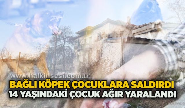 Bağlı köpek çocuklara saldırdı: 14 yaşındaki çocuk ağır yaralandı