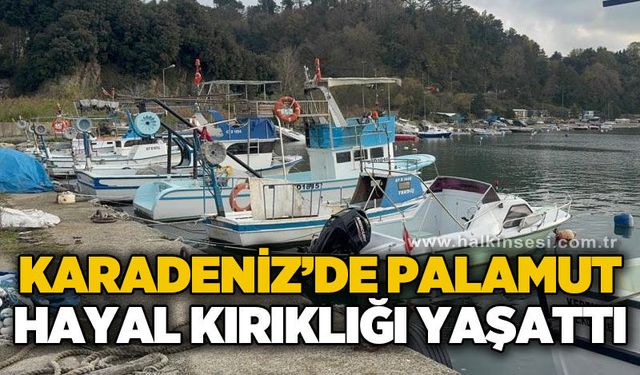 Karadeniz'de palamut hayal kırıklığı yaşattı