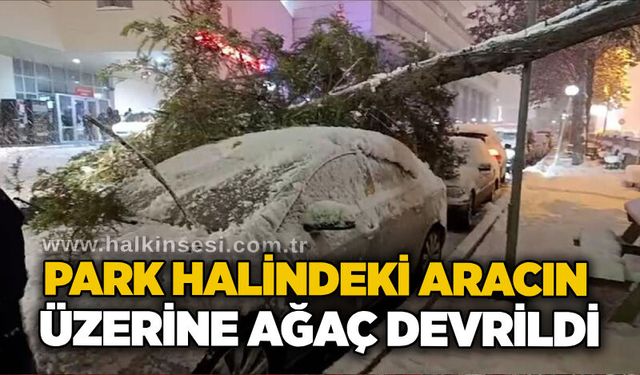 Park halindeki aracın üzerine ağaç devrildi