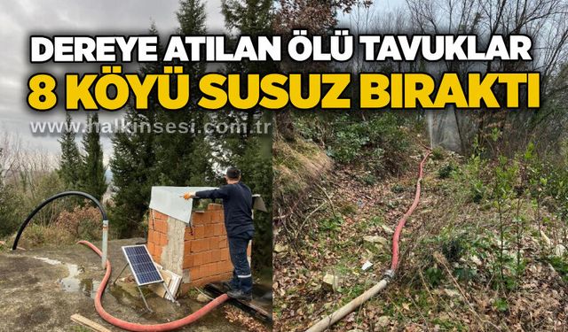 Dereye atılan ölü tavuklar 8 köyü susuz bıraktı