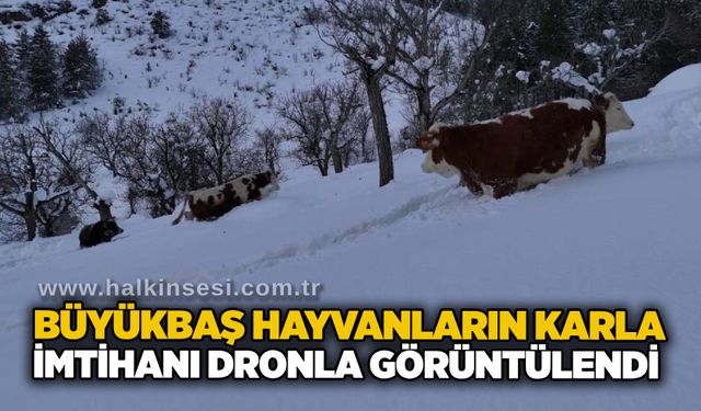Büyükbaş hayvanların karla imtihanı dronla görüntülendi