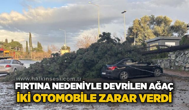 Fırtına nedeniyle devrilen ağaç iki otomobile zarar verdi