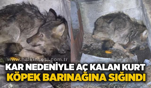 Kar nedeniyle aç kalan kurt, köpek barınağına sığındı