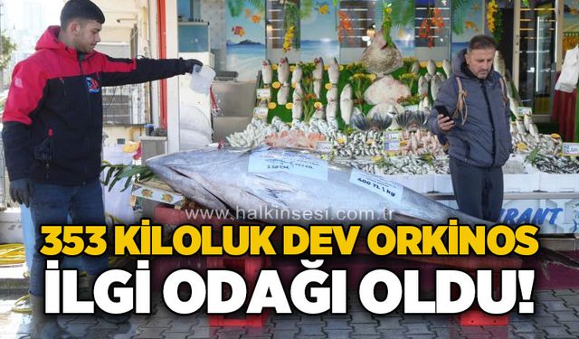 Karadeniz’de avlanan 353 kiloluk dev orkinos ilgi odağı oldu