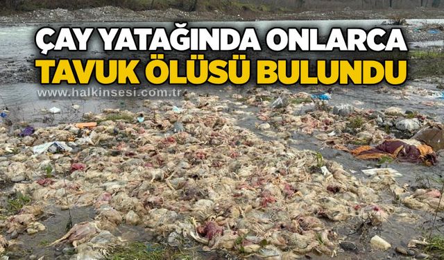 Çay yatağında onlarca tavuk ölüsü bulundu