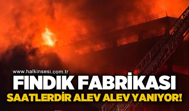Fındık fabrikasında büyük yangın: Alev alev yanıyor