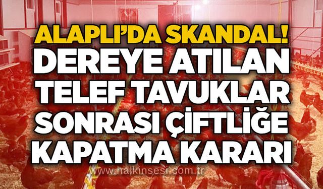 Alaplı’da skandal! Dereye atılan telef tavuklar sonrası çiftliğe kapatma kararı