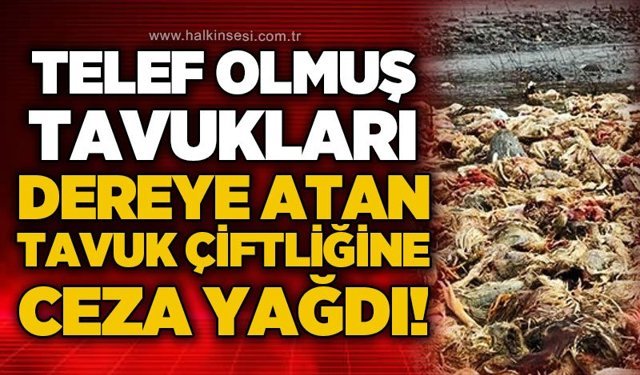 Telef olmuş tavukları dereye atan tavuk çiftliğine ceza yağdı!