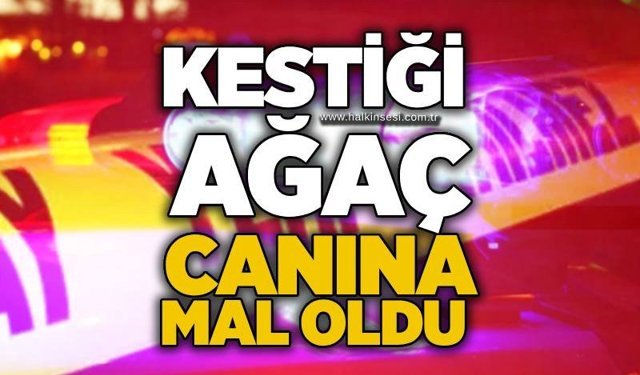 Kestiği ağaç canına mal oldu