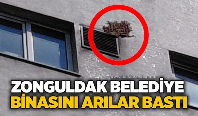 Zonguldak Belediye binanın arılar bastı