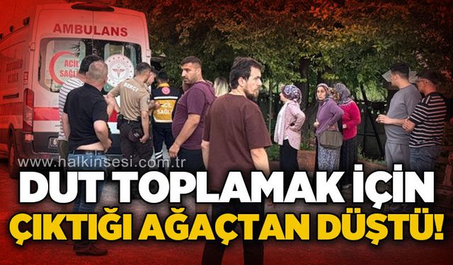 Dut toplamak için çıktığı ağaçtan düştü!