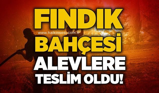 Fındık bahçesi alevlere teslim oldu!