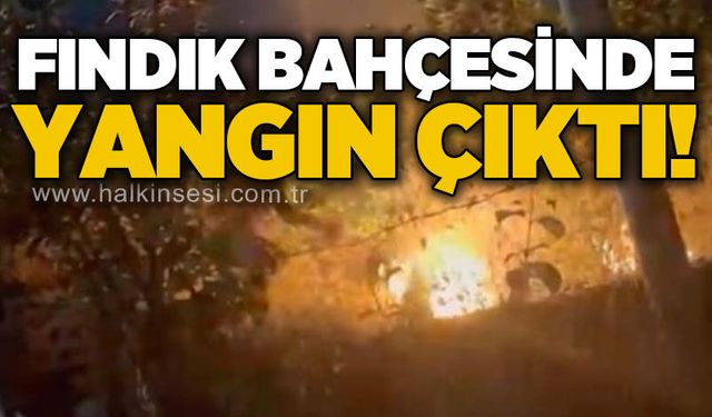 Fındık bahçelerinde peş peşe yangın!