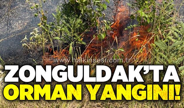 Zonguldak'ta orman yangını: Ekipler müdahale etti!