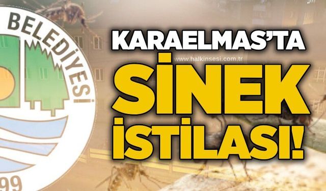 Karaelmas’ta sinek istilası!