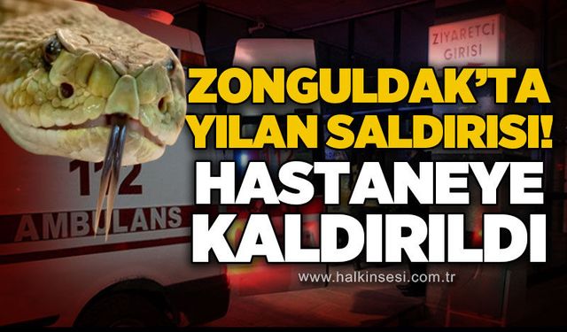 Zonguldak'ta yılan saldırısı: Hastaneye kaldırıldı