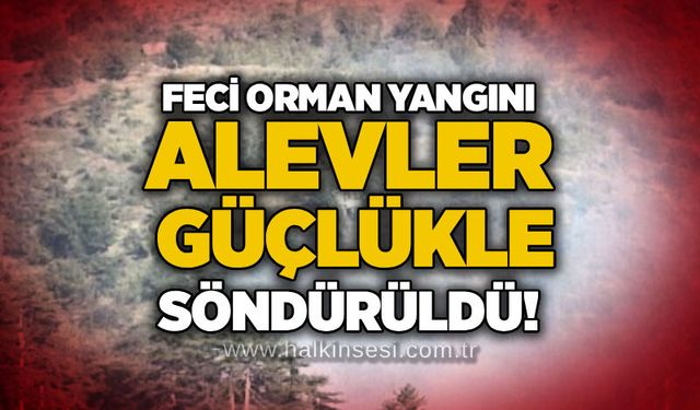 Feci orman yangını: Alevler güçlükle söndürüldü!