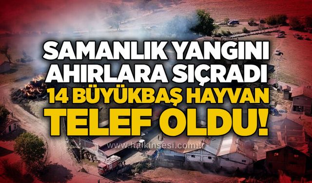 Samanlık yangını ahırlara sıçradı: 14 büyükbaş hayvan telef oldu!