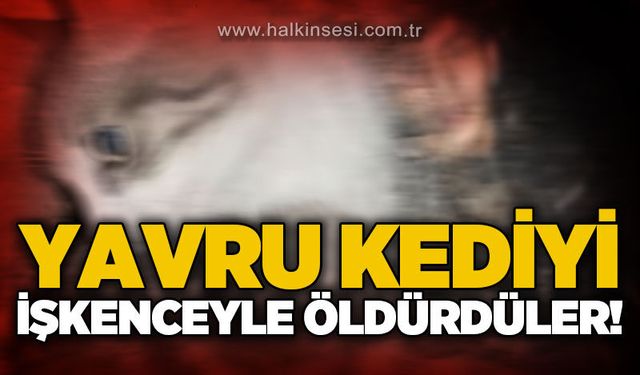 Yavru kediyi işkence ederek öldürdüler!