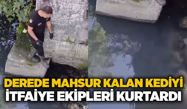 Derede mahsur kalan kediyi itfaiye ekipleri kurtardı