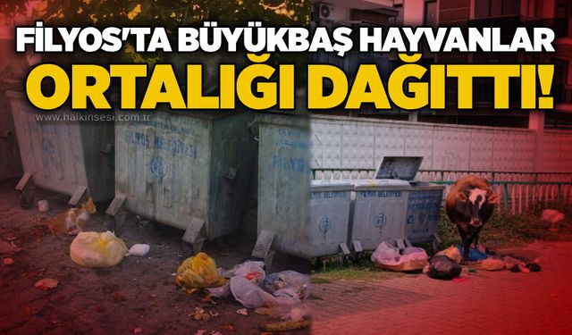 Çaycuma