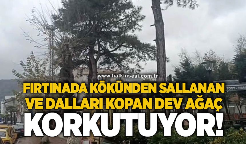 Fırtınada kökünden sallanan ve dalları kopan dev ağaç korkutuyor