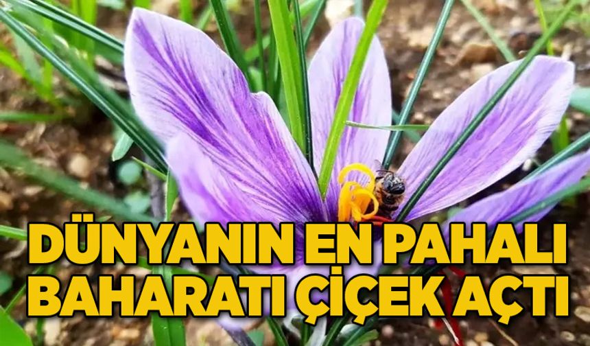 Dünyanın en pahalı baharatı çiçek açtı