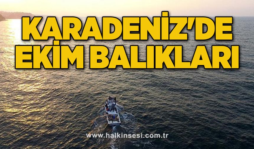 KARADENİZ'DE EKİM BALIKLARI