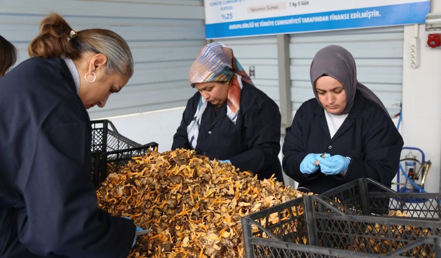 Kastamonu ormanlarından Avrupa’ya 100 milyon liralık mantar ihracatı