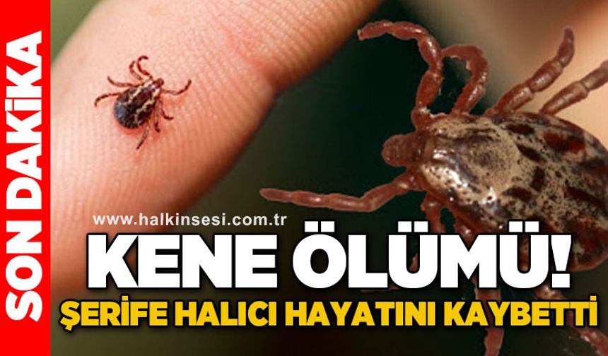 Şerife Halıcı kene ısırması sonucu hayatını kaybetti