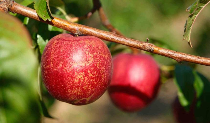 Şeftalinin 120 çeşidiyle ’koleksiyon bahçesi’ oluşturdular