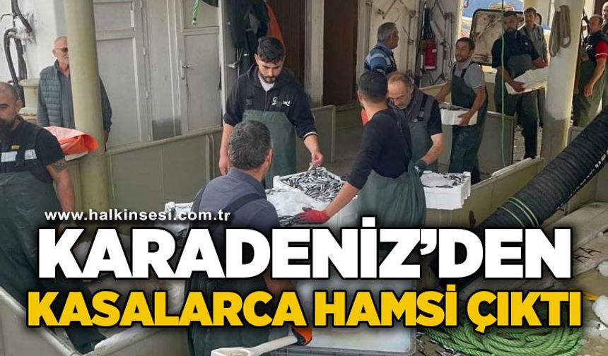 Karadeniz'den kasalarca hamsi çıktı