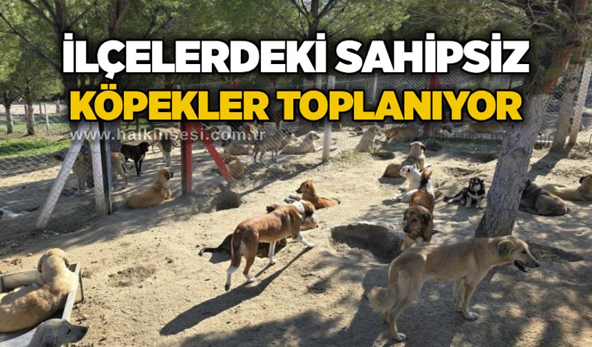 İlçelerdeki sahipsiz köpekler toplanıyor