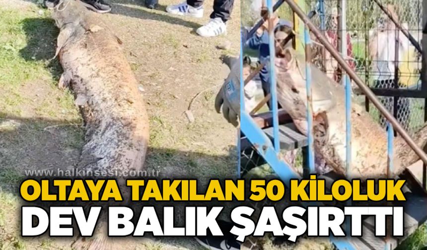 Oltaya takılan 50 kiloluk dev balık şaşırttı
