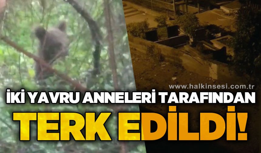 2 yavru anneleri tatafından terk edildi
