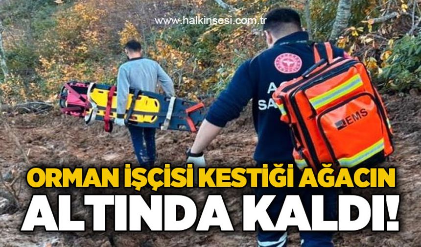 Orman işçisi kestiği ağacın altında kaldı!