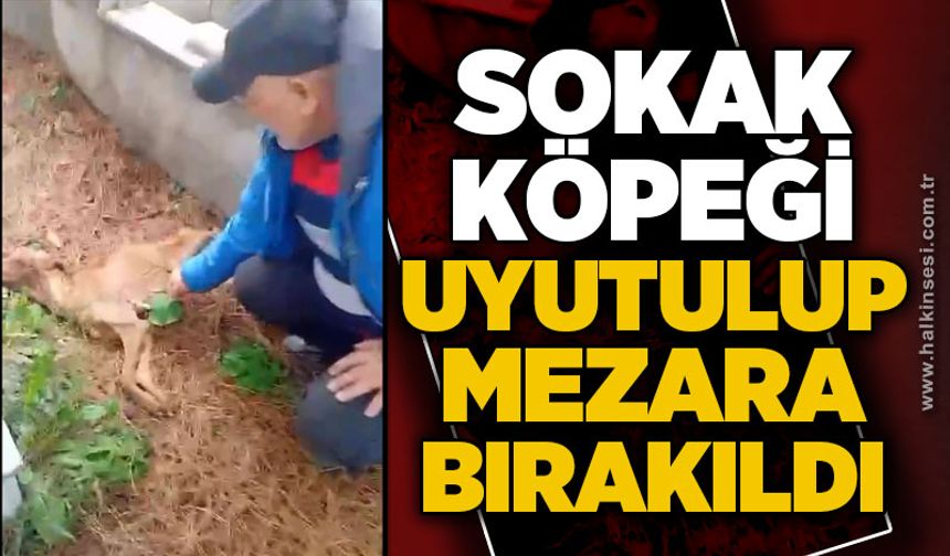 Zonguldak’ta sokak köpeği uyutulup mezara bırakıldı