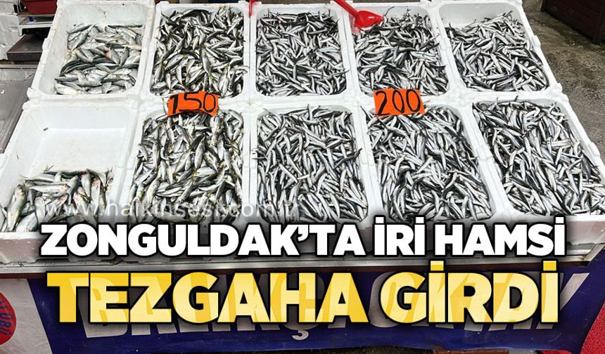 Zonguldak'ta iri hamsi tezgaha girdi
