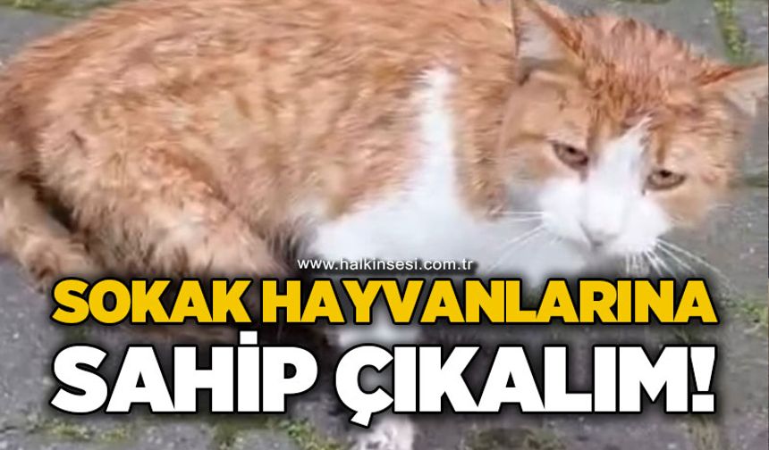 Sokak hayvanlarına sahip çıkalım