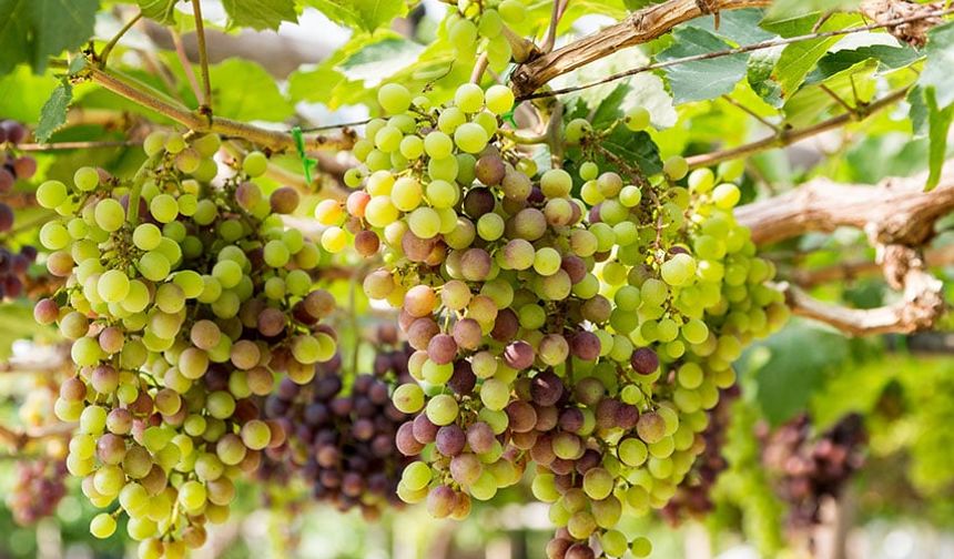 Aşılı Narince Üzüm Fidanı: Anadolu’nun Saf Tadını Bahçenize Taşıyın