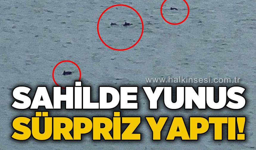 Sahilde yunus sürpriz yaptı
