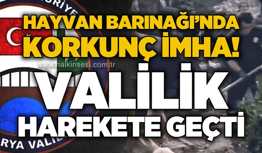 Hayvan Barınağı'nda korkunç imha: Valilik harekete geçti!