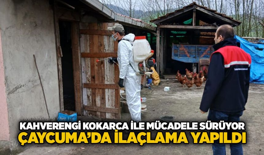 Kahverengi Kokarca ile mücadele sürüyor: Çaycuma’da ilaçlama yapıldı