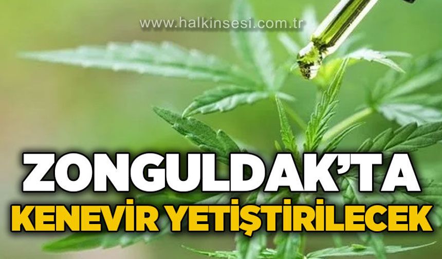 Zonguldak'ta kenevir üretilecek
