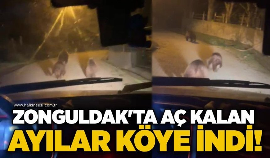 Zonguldak'ta aç kalan ayılar köye indi!