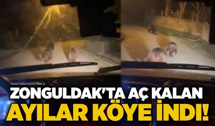 Zonguldak'ta aç kalan ayılar köye indi!