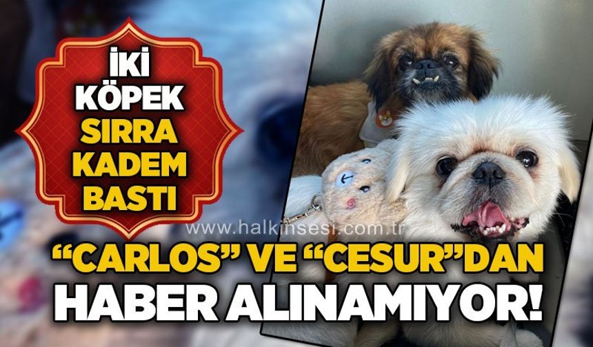 “Carlos” ve “Cesur”dan haber alınamıyor: İki köpek sırra kadem bastı!