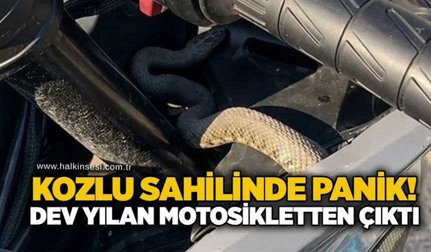 Kozlu sahilinde panik! Dev yılan motosikletten çıktı